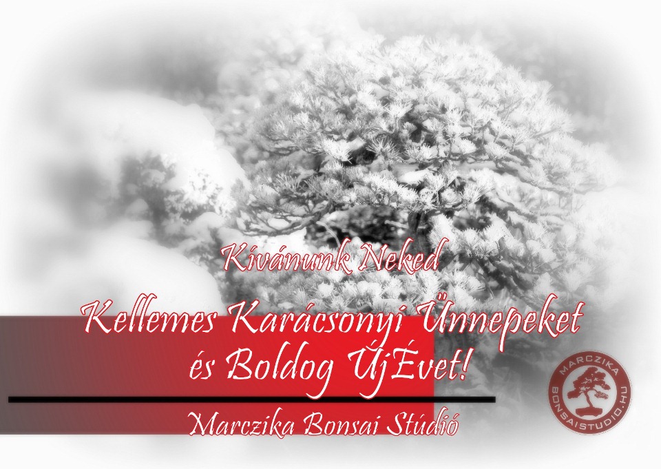 boldog bonsai karacsony udvozlolap marczika bonsai studio